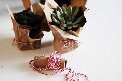 How to Wrap Succulents in Craft Paper